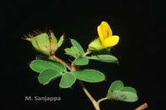 Smithia agharkarii